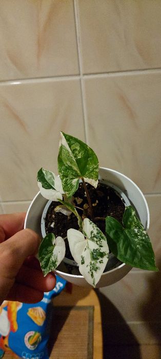 Syngonium dla Pani Magdy