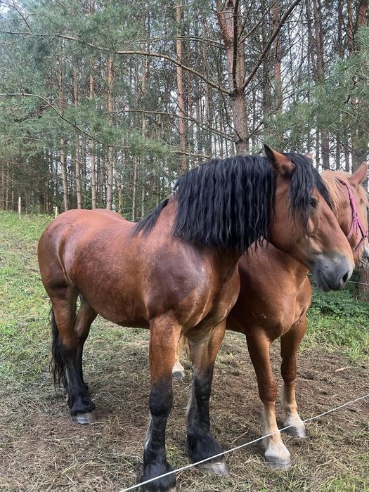 Całoroczny domek nad Doliną