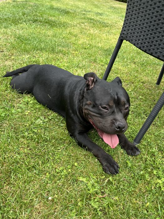 Suczka rasy American Bully