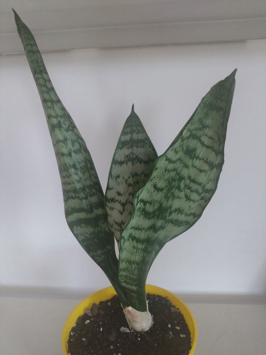 Sansevieria zeylanica