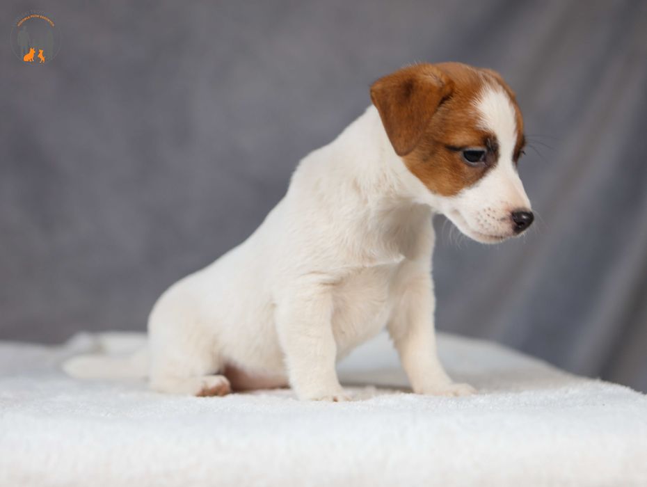 Jack Russell Terrier ZKwP FCI w.krótki rezerwacja