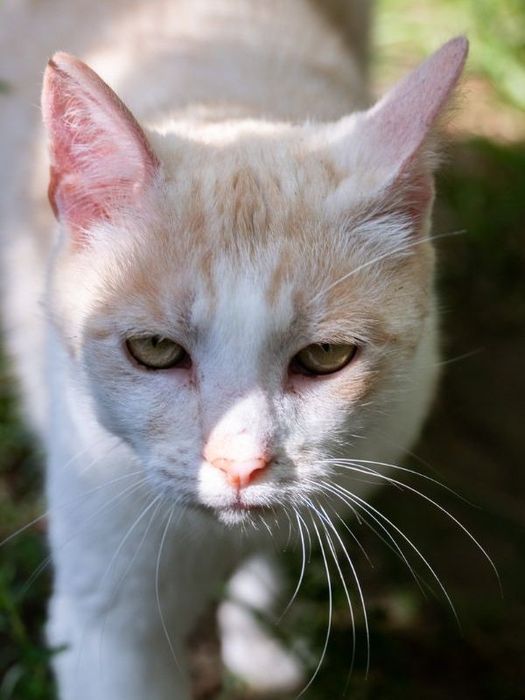 Kremowa Dobrochna do adopcji na jedynaczkę!