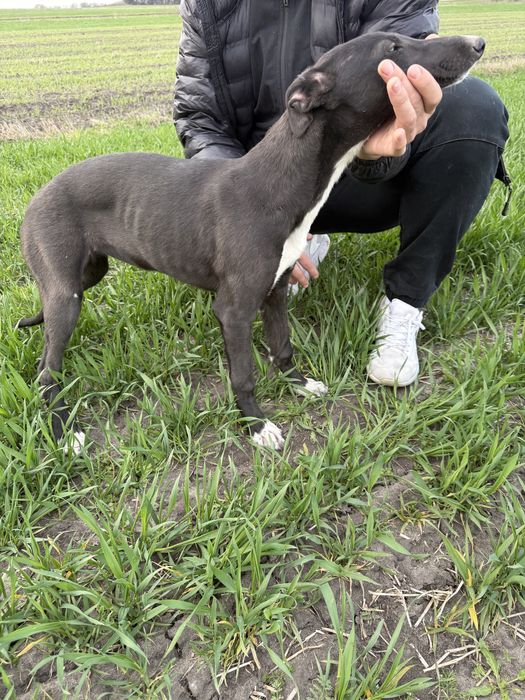 Charty Chart Greyhound