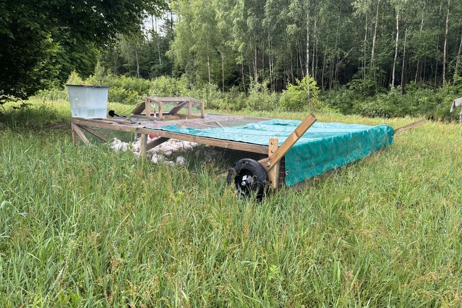 Tuszka kurczaka BIO