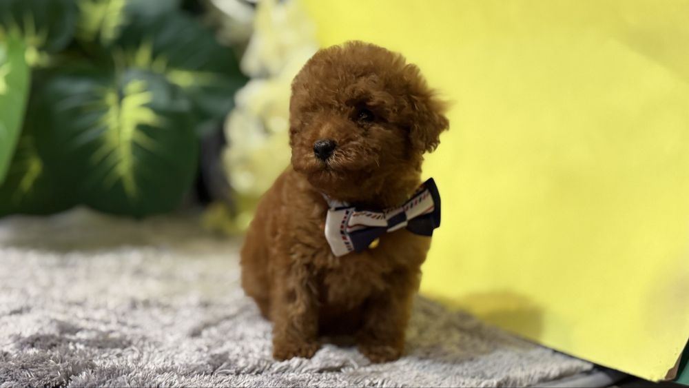 Лялькових хлопчик міні