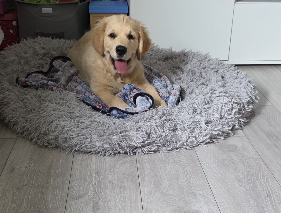 Golden Retriever ZKwP/FCI
