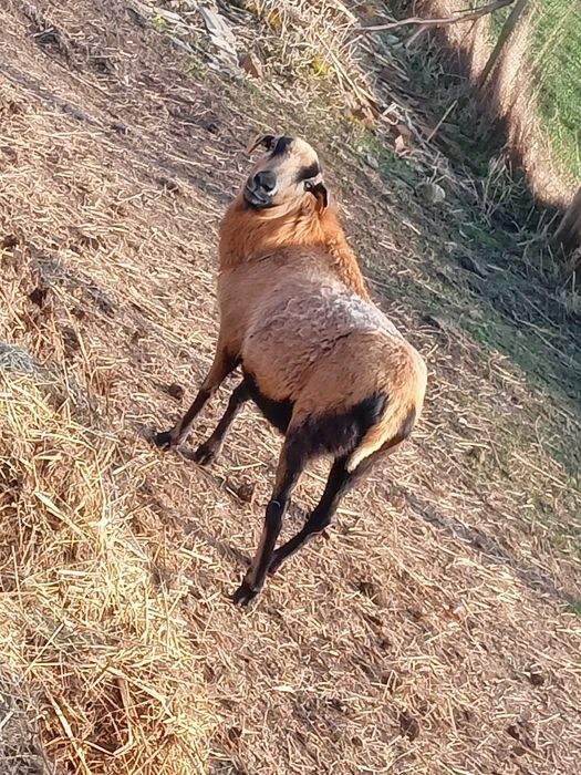 Sprzedam owce kameruńskie