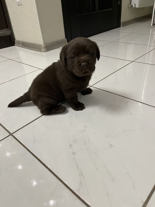 Лабрадор шоколадка . Щенок. Продам