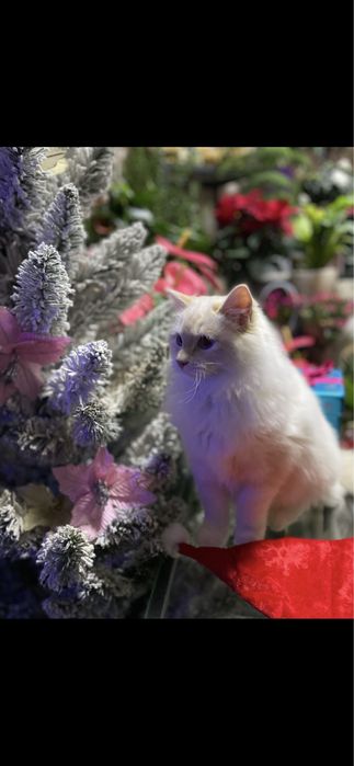 Котёнок, котик, кошеня, регдолл, рэгдолл.