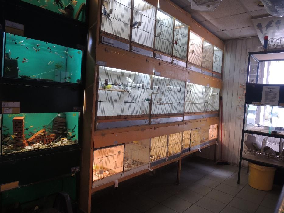 Papuga nimfa,Papuga nimfa