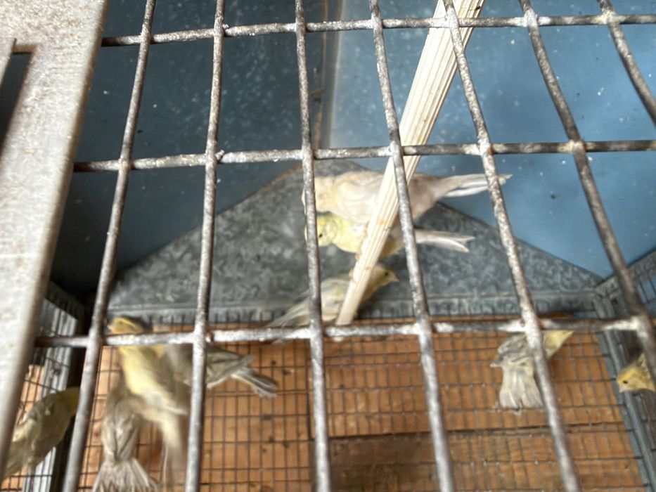 Canarios Ágata topázio amarelo mosaico