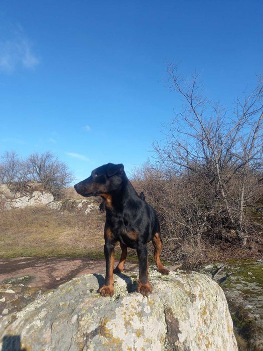 Продам собаку яхтерєр