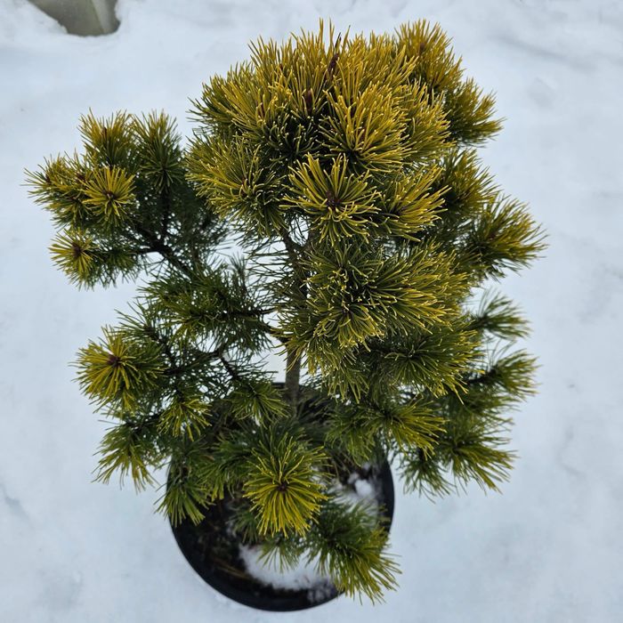 Сосна гірська Офір