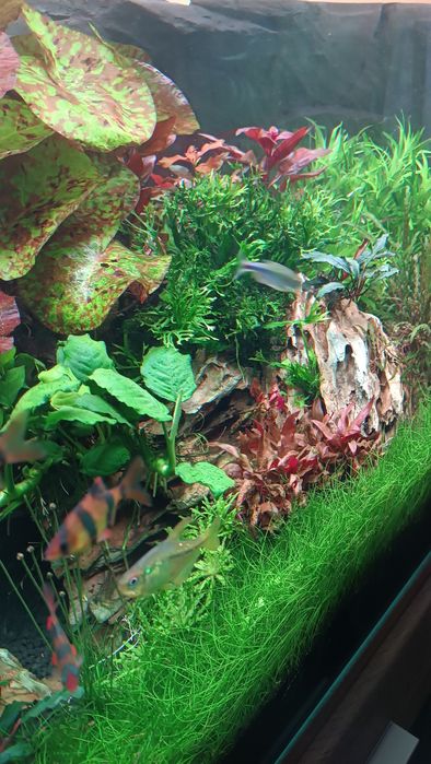 Rośliny do akwarium