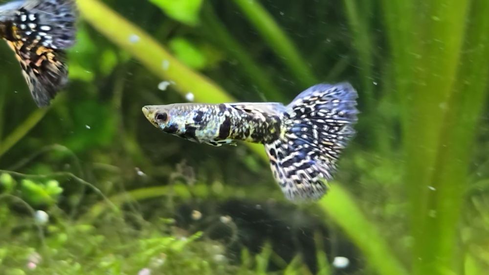 Gupik Blue Tiger King Cobra

Sprzedaje młode osobniki Wybarwiające się