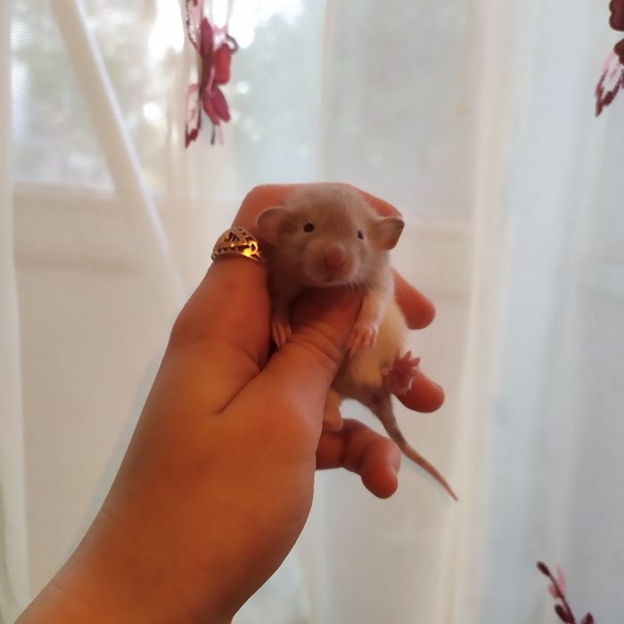 Красивые мальчики и девочки дамбо