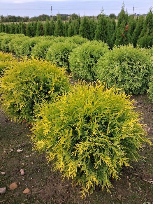 Tuje szmaragd, thuje smaragd, tuja, thuje