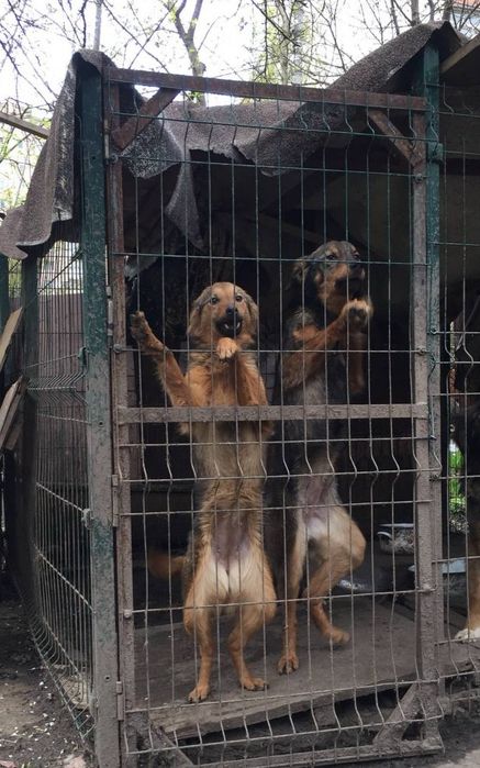 Віддам собак в хороші руки (безкоштовно)
