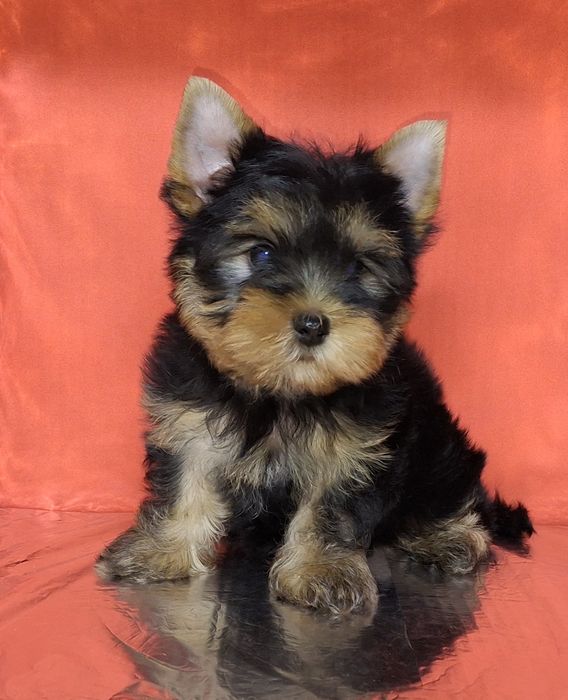 Как можно не влюбиться в эту прелесть