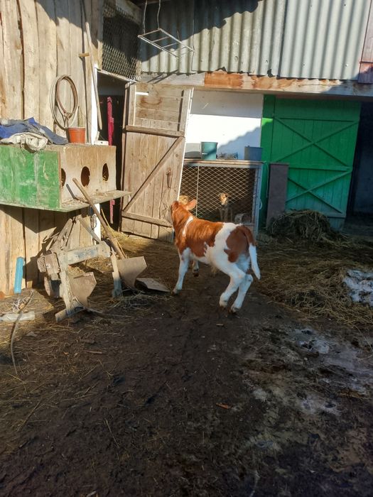 Продам бичка12 неділь