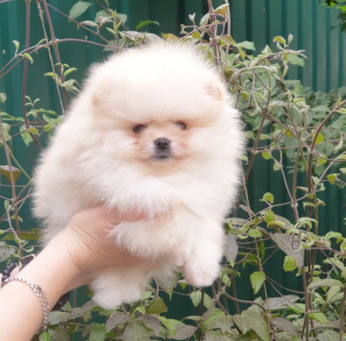 Розкішні міні шпіцулі