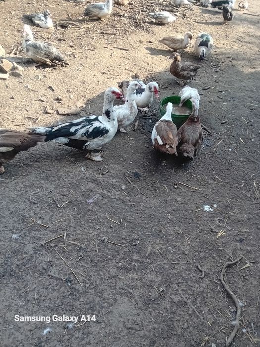 Sprzedam kaczki francuskie.