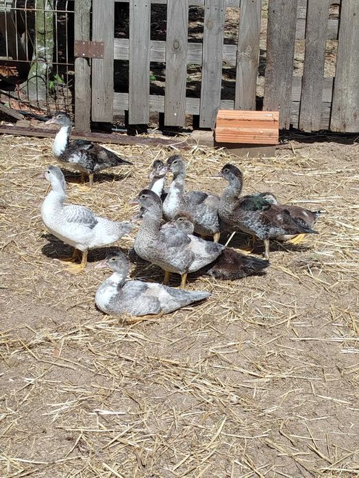 Patos mudos com 2 meses