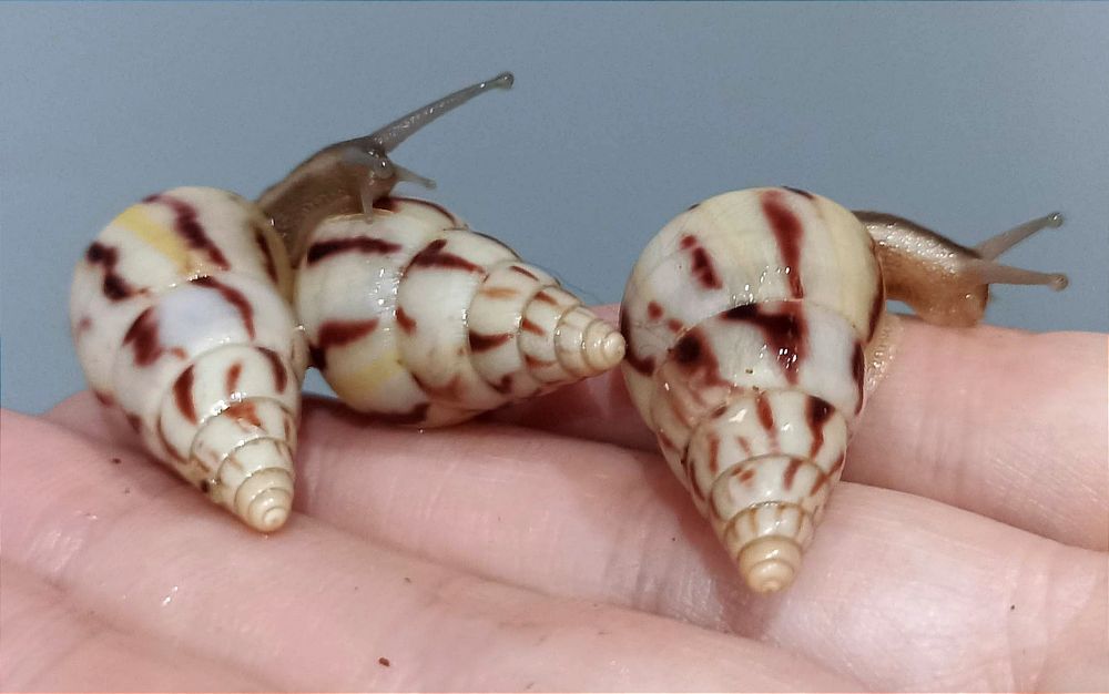 Ślimaki afrykańskie, Limicolaria agathina Nigeria.