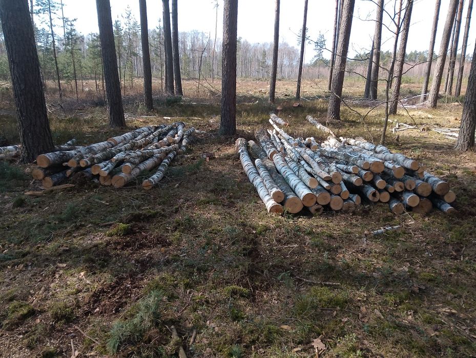 ДРОВА ПРОДАМ  будь які