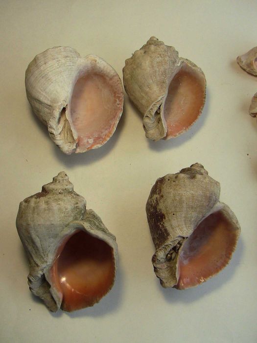 Ракушки для аквариума рапана