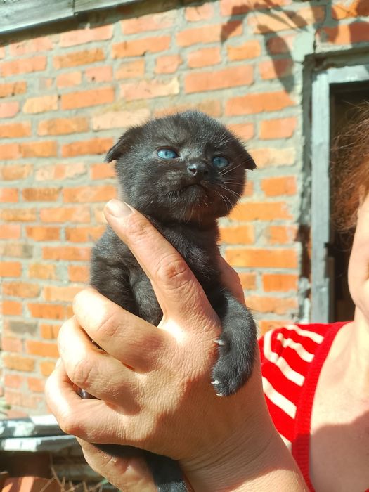 Віддам кошенят в добрі руки