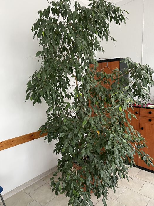 Okazały fikus benjamin