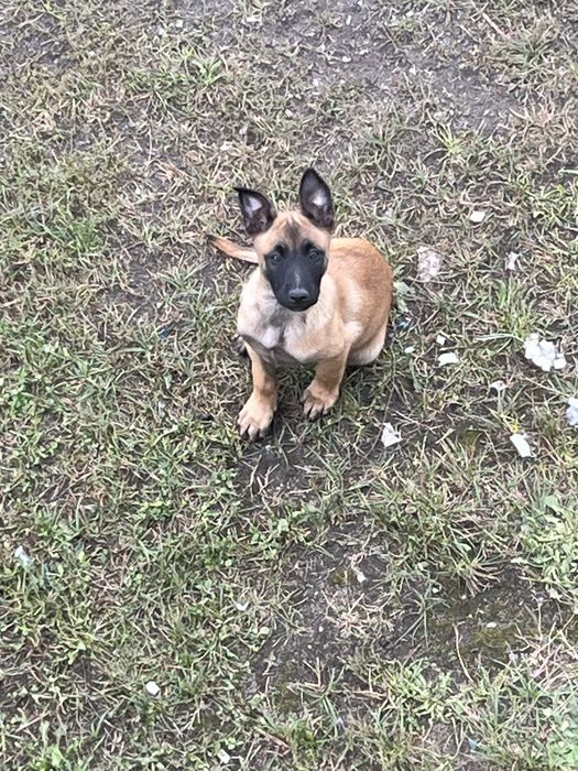 Owczarek Belgijski Malinois szczeniak