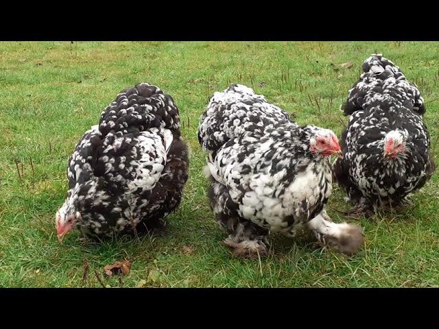 Пара карликових Кохінхінів