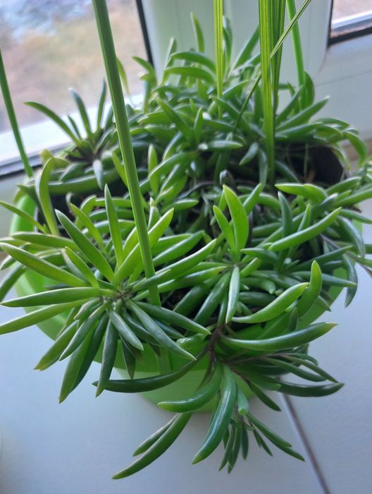 Кімнатні рослини