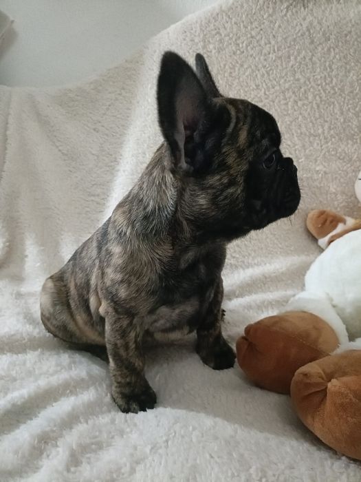 Bulldog Frances Brindle