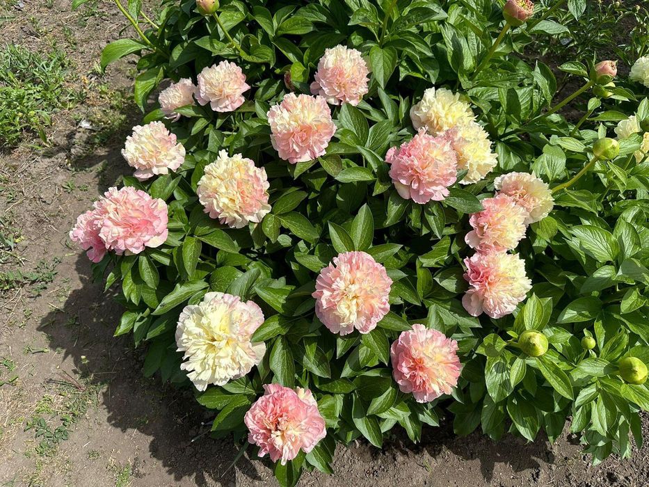 Пион Lois Choice