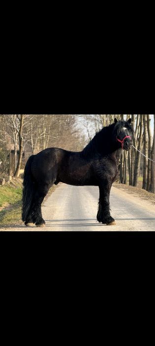 Ogier zimnokrwisty 97% krwi sztumskiej