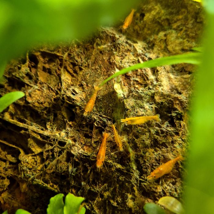 Krewetki Neocaridina Orange 10szt - dowóz Śrem / okolice