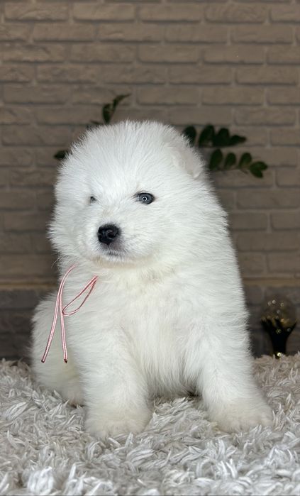 Samoyed/Самоїд дівчинка