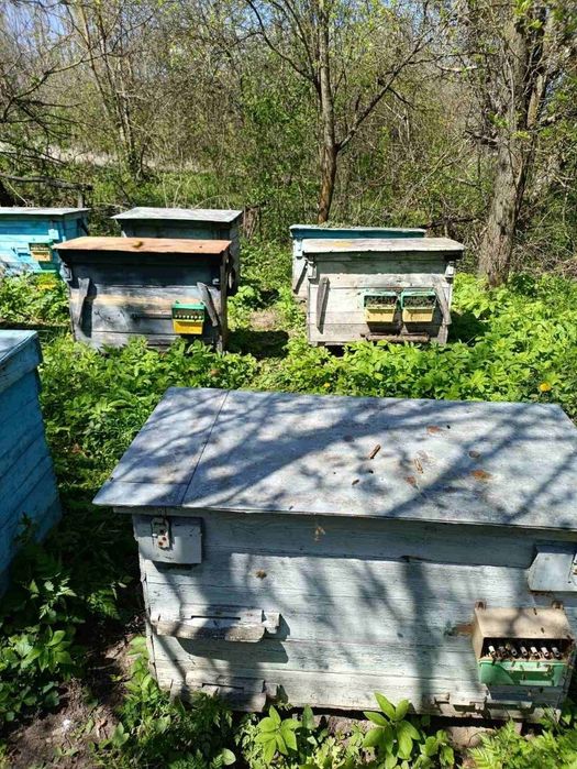 Продам  бджолосім'ї