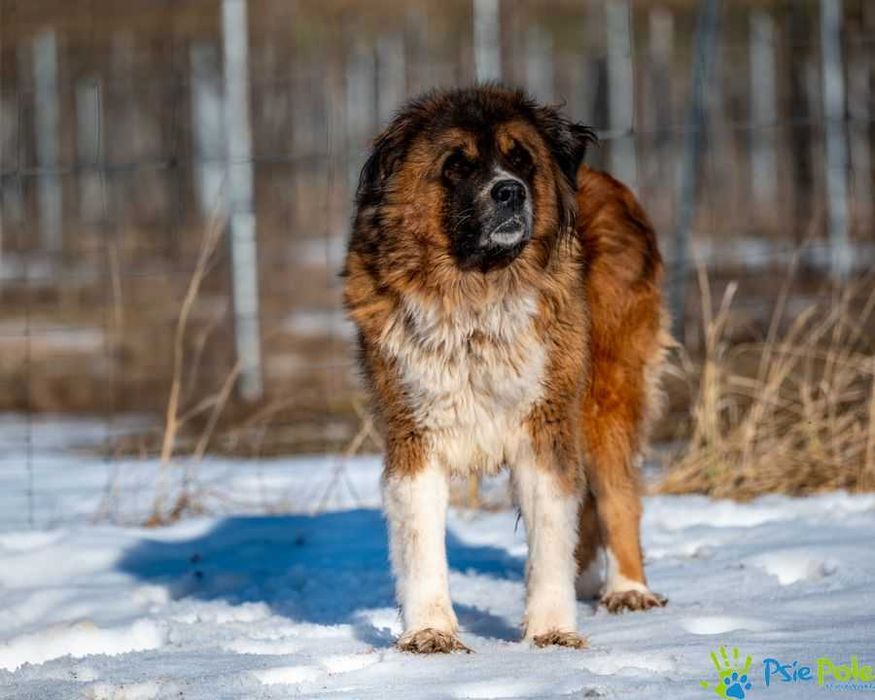 Duża w typie bernardyna suczka GRYZIA szuka kochającego domku!