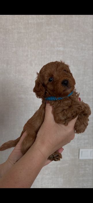 Малюки Той-пудель шукають свою родину.