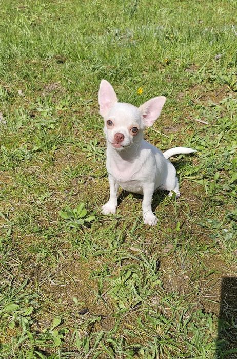 Кремова красуня готова переїхати в люблячу родину.