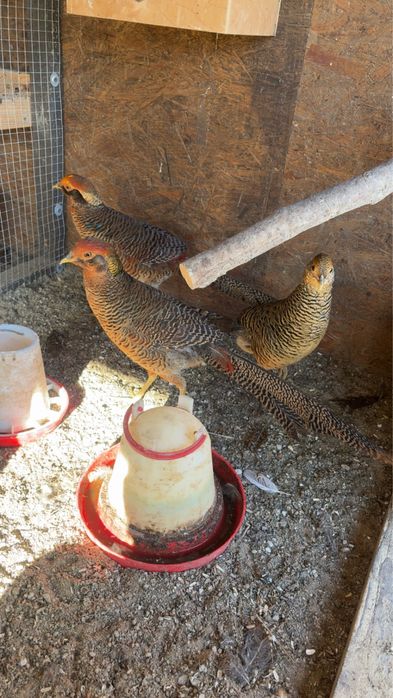 Bażanty złote i bananowe