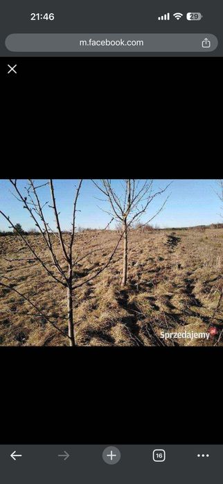 Działka budowlana Żabi Róg 6168 m2
