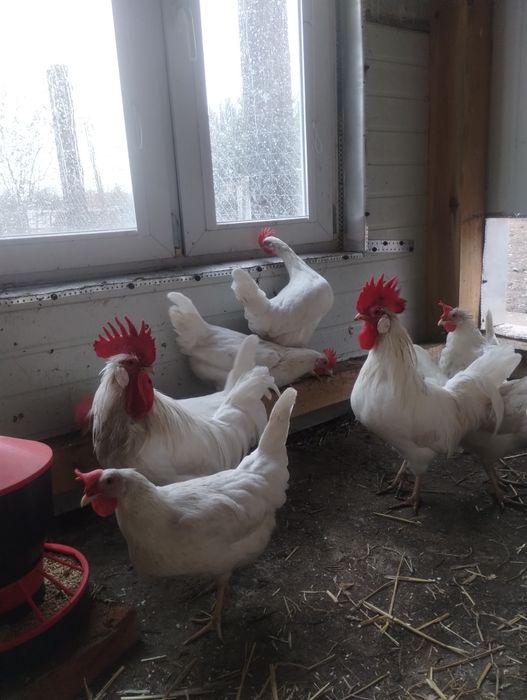 Sprzedam jaja lęgowe rasy Leghorn