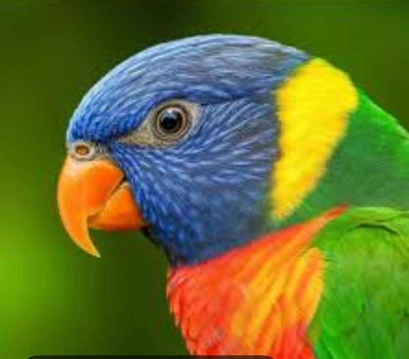 Loris Roselas e Ring necks