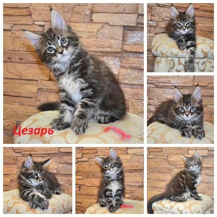 Котенок Мейн-кун, который покорит ваше сердце! Лучшие клубные дети.
