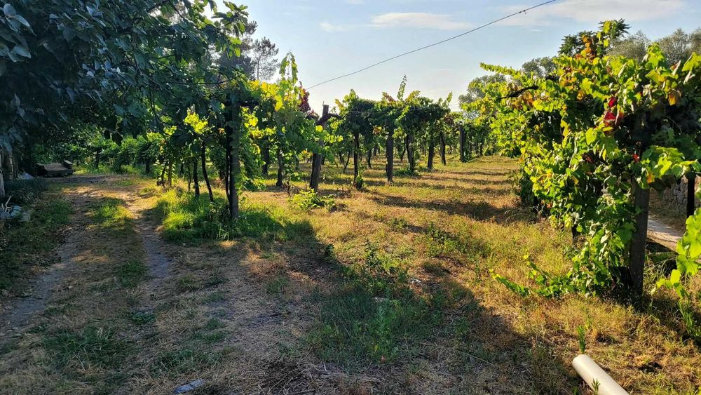 Arrenda-se terreno agrícola com armazém